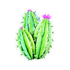 Sticker Cabana Cactus With Pink Top